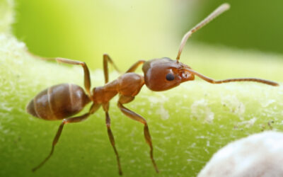 Ants