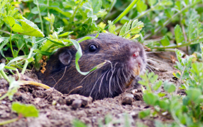 Gophers