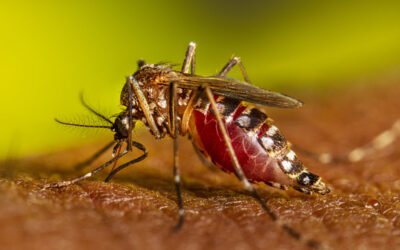 Mosquitoes