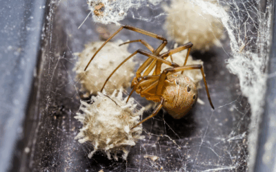 Brown Widow Spiders