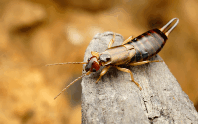 Earwigs/Pincher Bugs