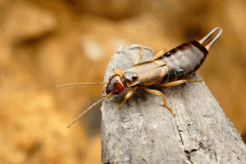Earwigs/Pincher Bugs Vineyard Valley