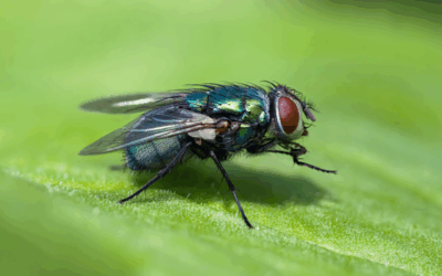 Flies