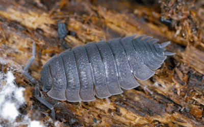 Pillbugs/Roly Poly