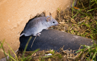 Rodent Exclusion Services