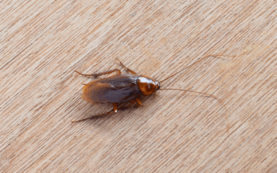 Cockroaches