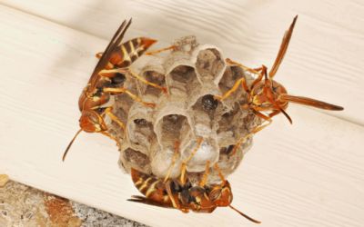 Wasps